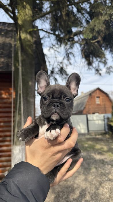 Французькі бульдоги