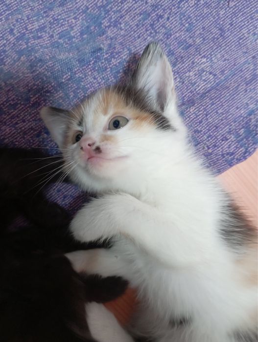 Віддам в добрі руки котиків