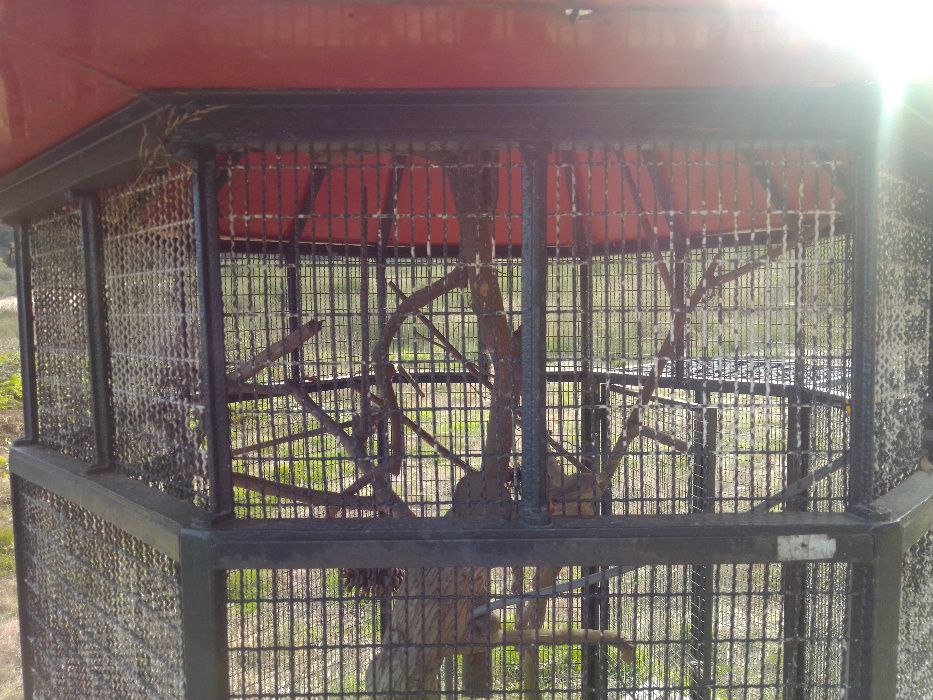 Viveiro Pássaros Ferro Grande