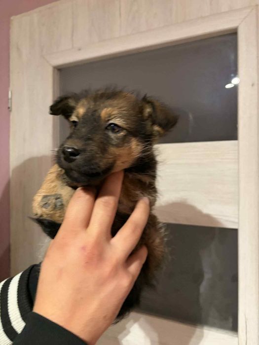 Pieski do wydania za darmo