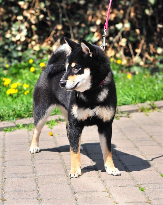 Шиба-іну, Сіба-іну, Shiba,Сиба дівчинка!
