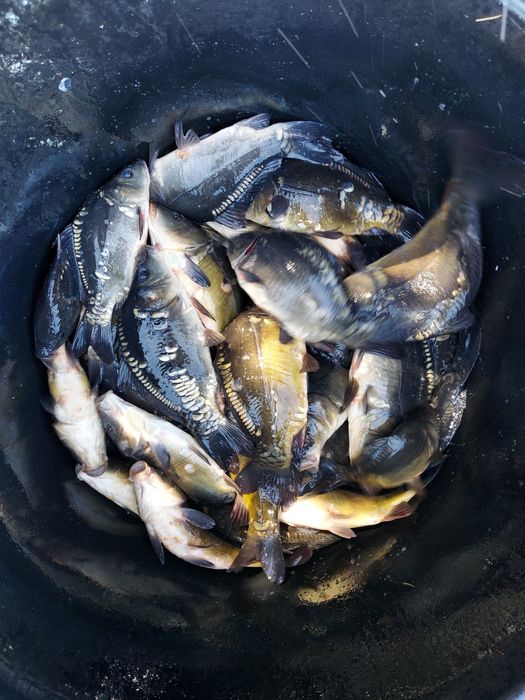 Karp, narybek, kroczek