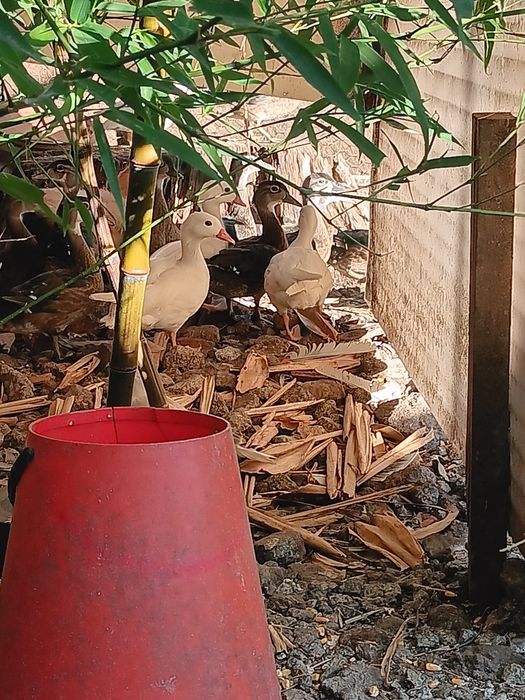Patos mandarim branco ho