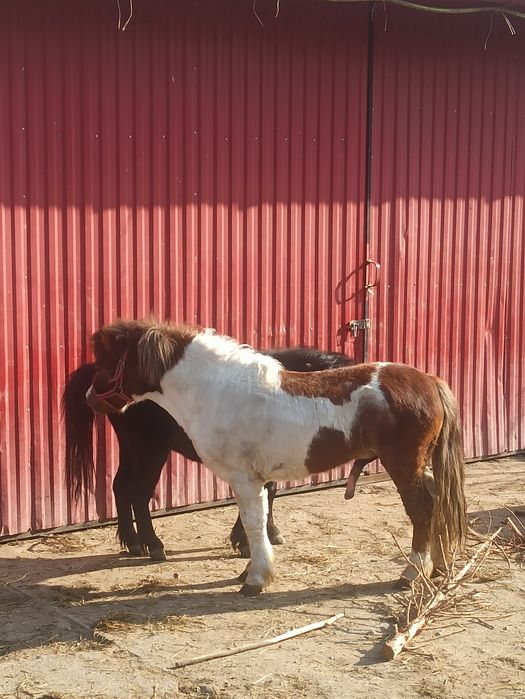 Kucyk, ogier,zaprasza