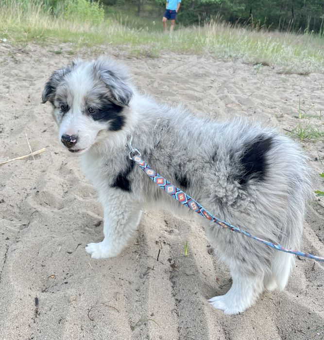Border Collie FCI ZKWP