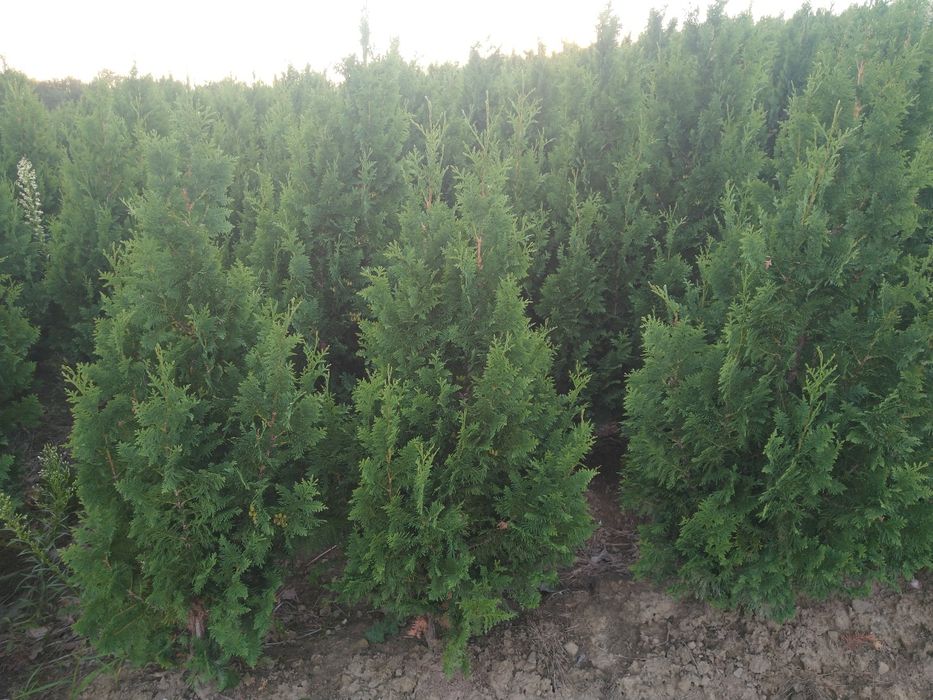 Tuja spiralna wąsko rosnąca 200/240cm  Krzewy, iglaki