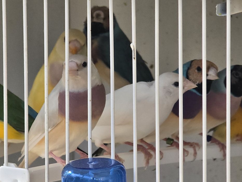 Diamante de Gould para ceder