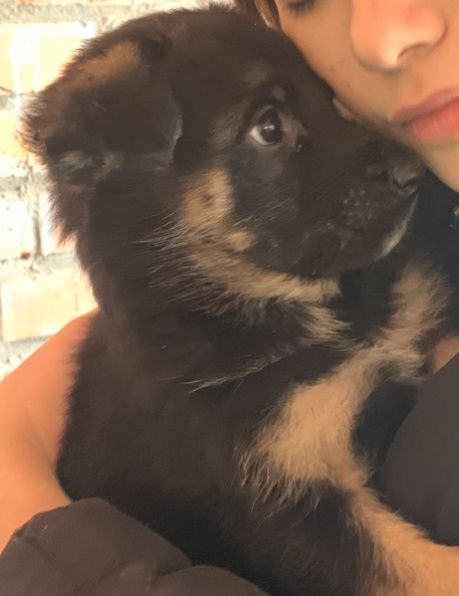 Продам вівчарки чистокровні