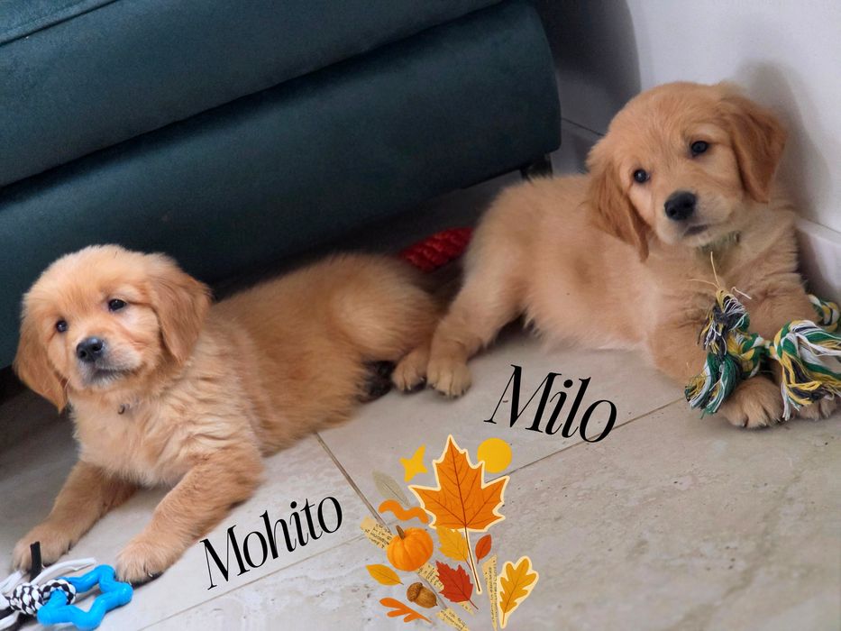 Piesek  Rudy / ciemno złote  Golden Retriever