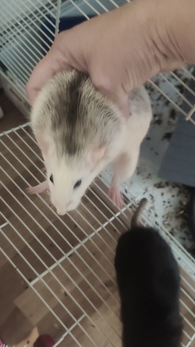 Sprzedam szczurki z klatka