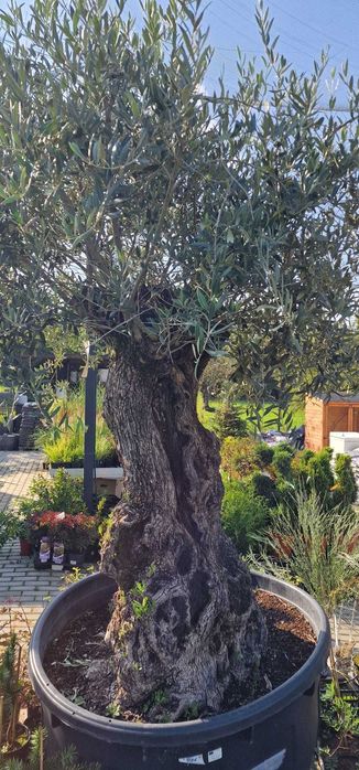 Drzewko oliwne bonsai – wyjątkowy, duży okaz