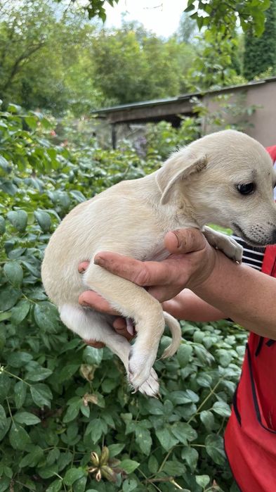 Подарую цуценя 5 місяців, дівчинка