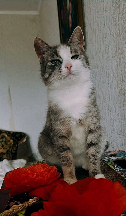 Віддам _ кішки_ кошеня_софі