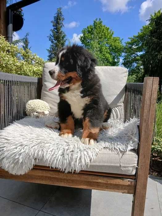 Bouvier Bernois disponível