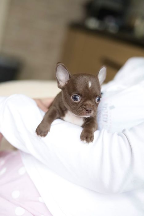Chihuahua FCI chłopak