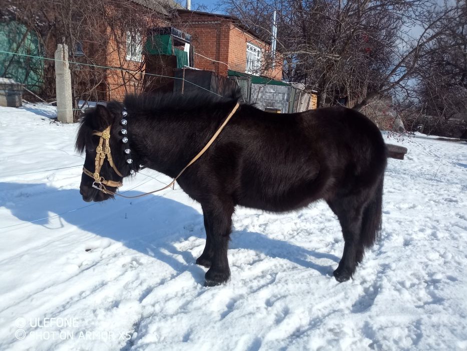 Парадная уздечка для пони