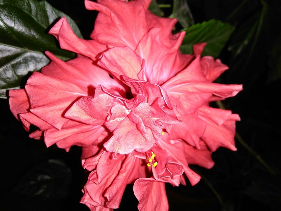 Гібіскус, гибискус