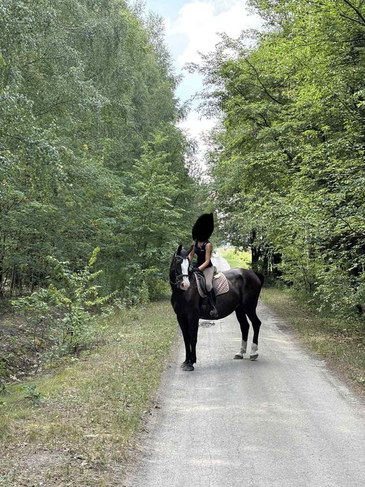 Sprzedam klacz Śląską, źrebna, programowa
