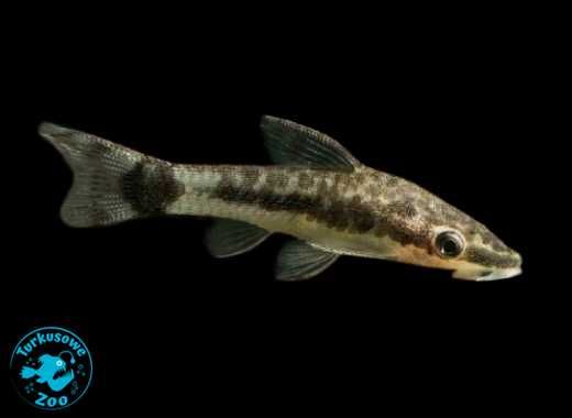 Rybka akwariowa OTOCINCLUS AFFINIS Otosek Przyujściowy Turkusowe Zoo