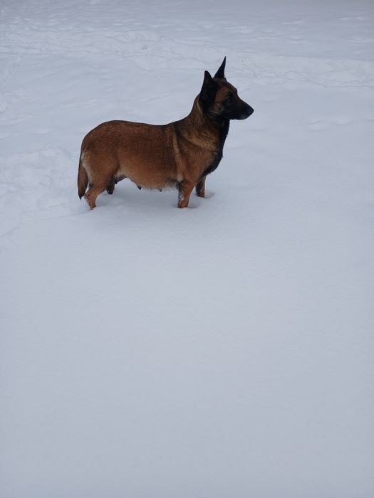 Owczarek belgijski malinois