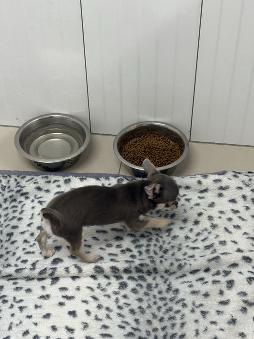 Chłopczyk chihuahua FCI