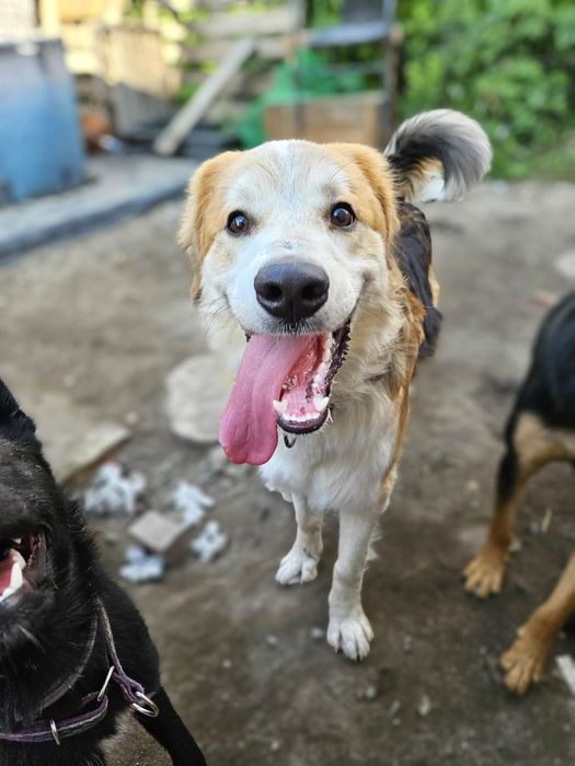 Hotel dla psów, opieka nad psem