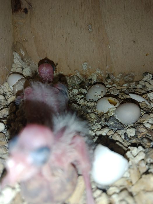 Aves caturras e agroponis