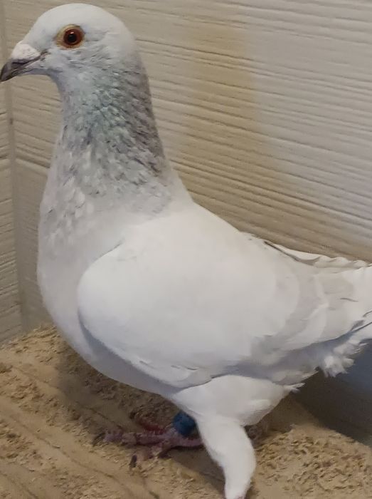 Gołębie pocztowe, Milki mylki