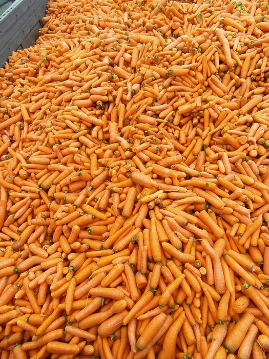 Marchew z przeznaczeniem na pasze dla zwierząt, warzywa dla zwierząt,