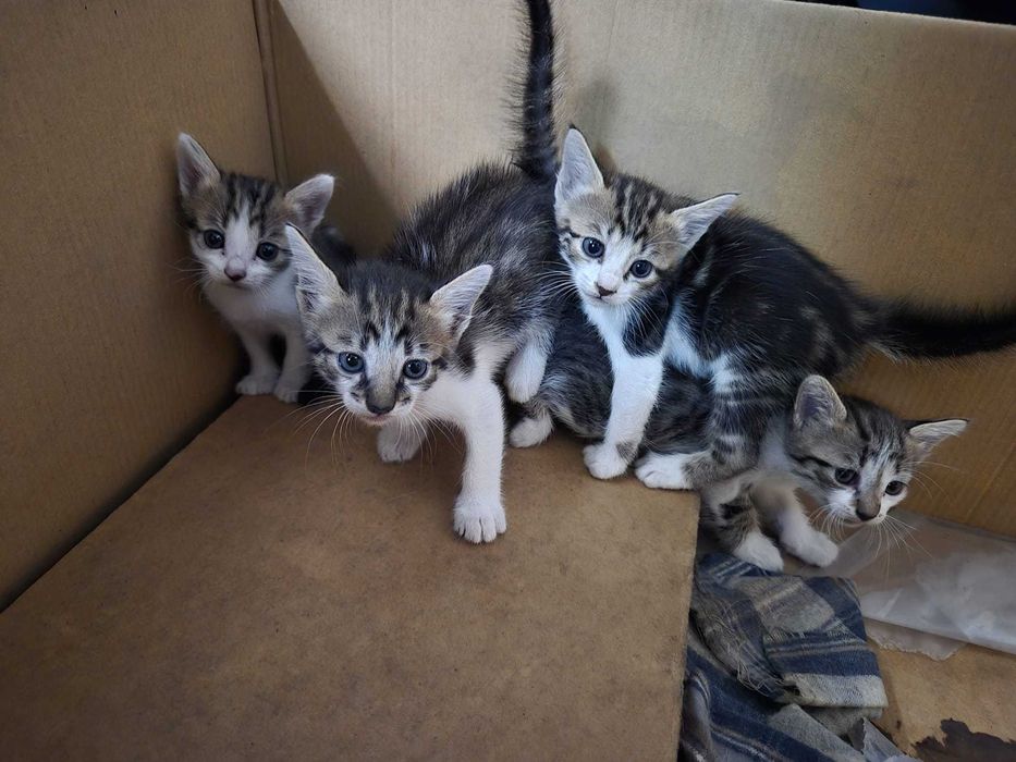 Gatos para adoção