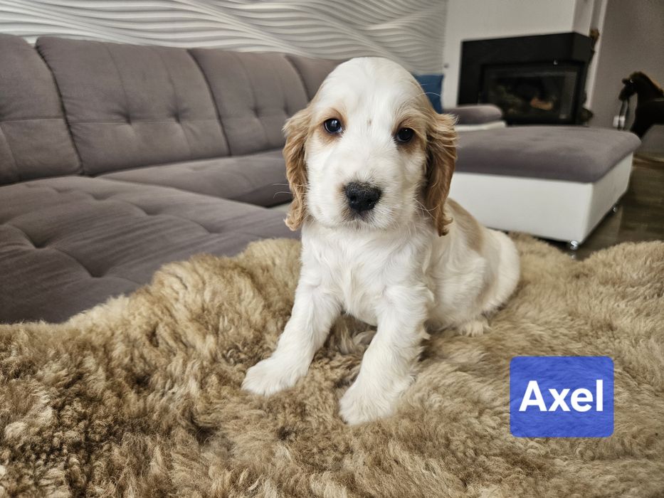 Piesek Cocker Spaniel Angielski