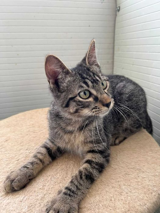 Oliver - Para Adopção