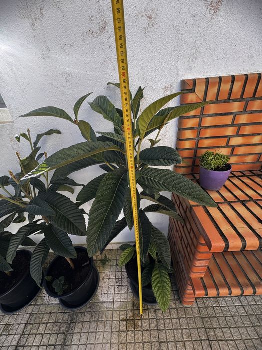 Vendo Nespereira com 2 Anos e meio