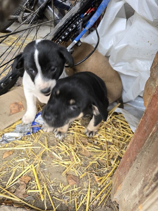 Віддам собачок в добрі руки
