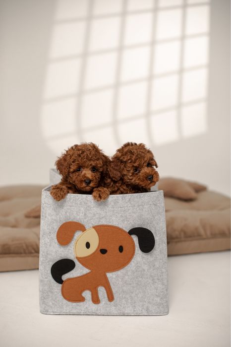 Той пудель з родоводом!