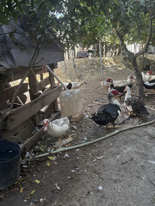 Patos e patas  grandes