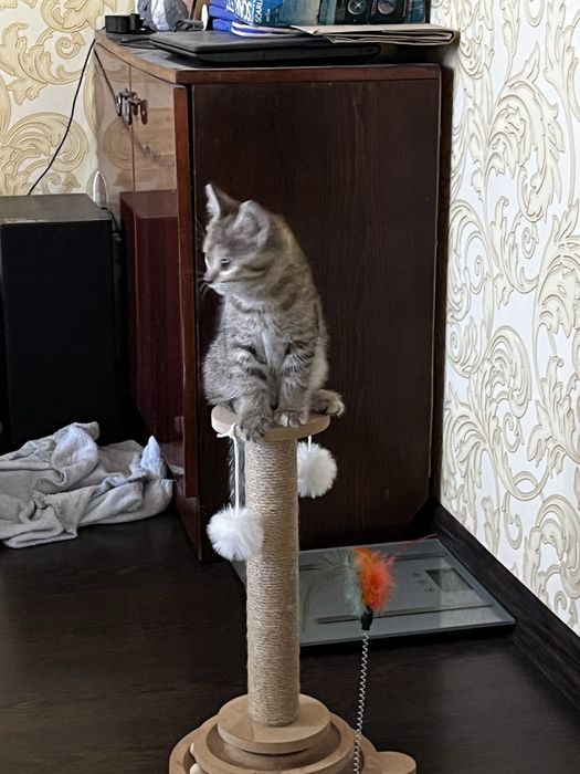Милая  кішечка  в добрые руки