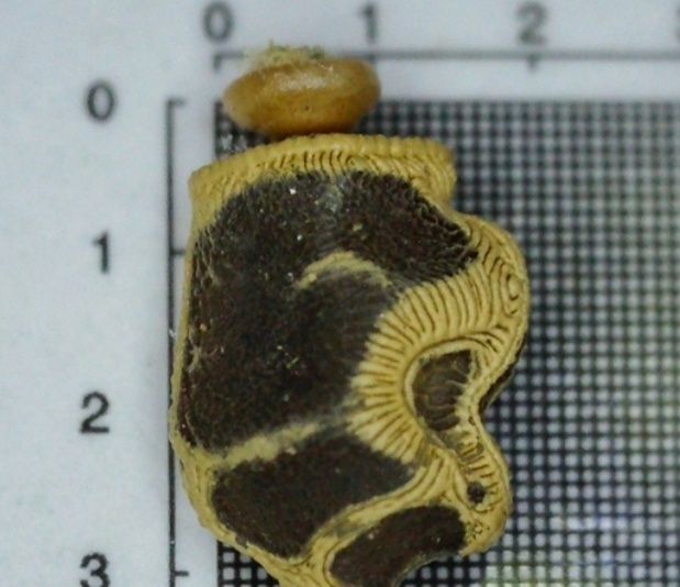 lonchodiodes sp. “ilocos” Паличник богомол