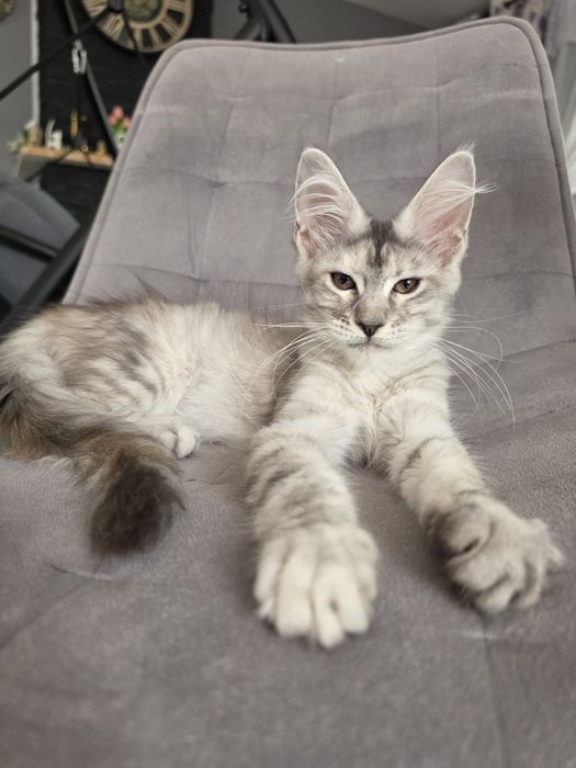 Wenus kotka Maine Coon