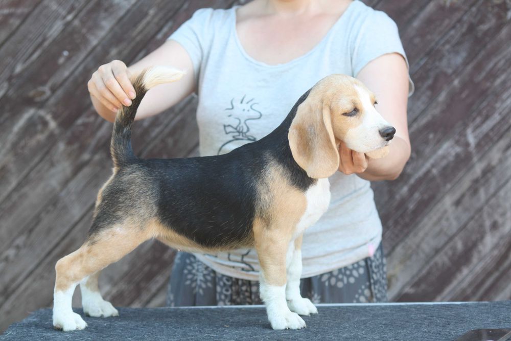 Чудова дівчинка бігля