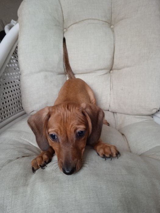 Jamnik krótkowłosy