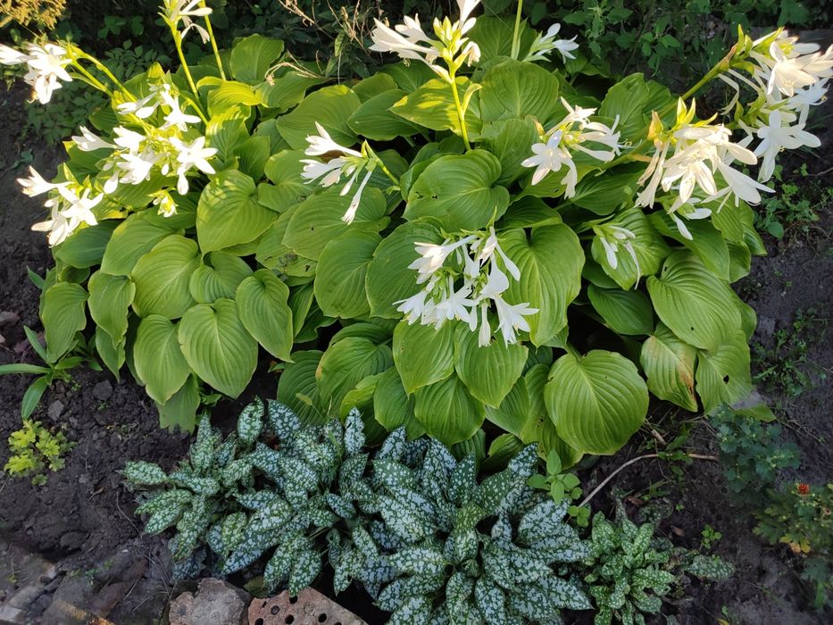 Жоржини, Георгины, та інші квіти