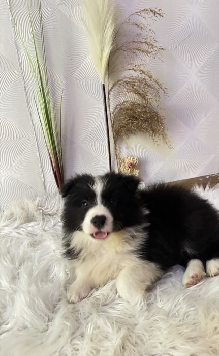 Border collie szczenię z rodowodem