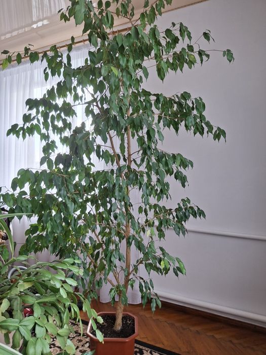 Продам вазон Фікус