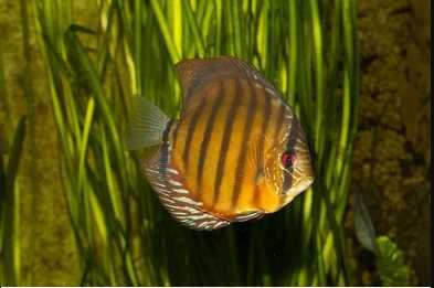 GB DYSKOWCE Paletka Brown | Rozmiar "S" 4-4,5cm