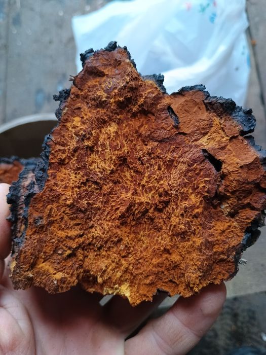 Чага  березовая...