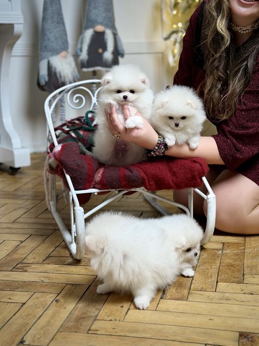 Шик і ексклюзив - VIP лакшері сегмент - цуценята померанські шпіци !