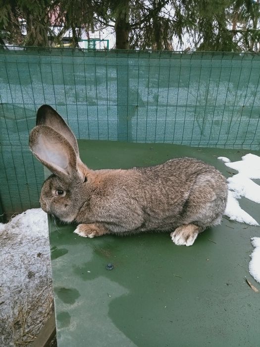 Olbrzym belgijski szary