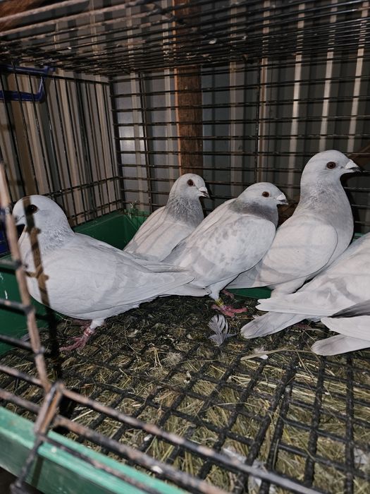 Sprzedam gołębie