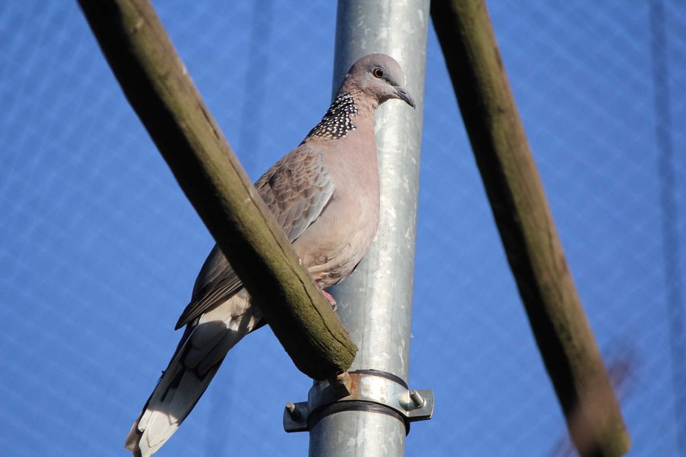 Rolas turtur (bravas) e várias espécies exóticas.